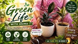 Rubber Plant Repotting Step by Step | Easy Indoor Plant Care 🌿| Green Life with Asima