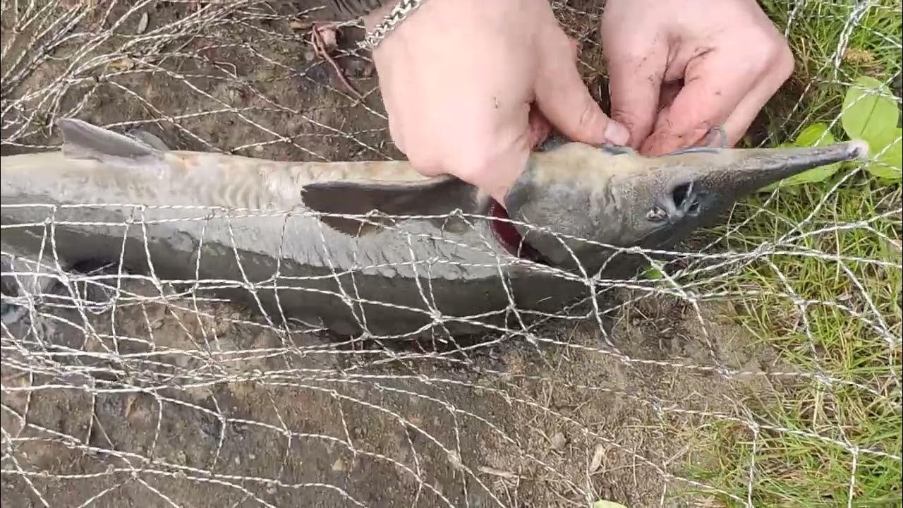 На что ловить осетра на платных прудах