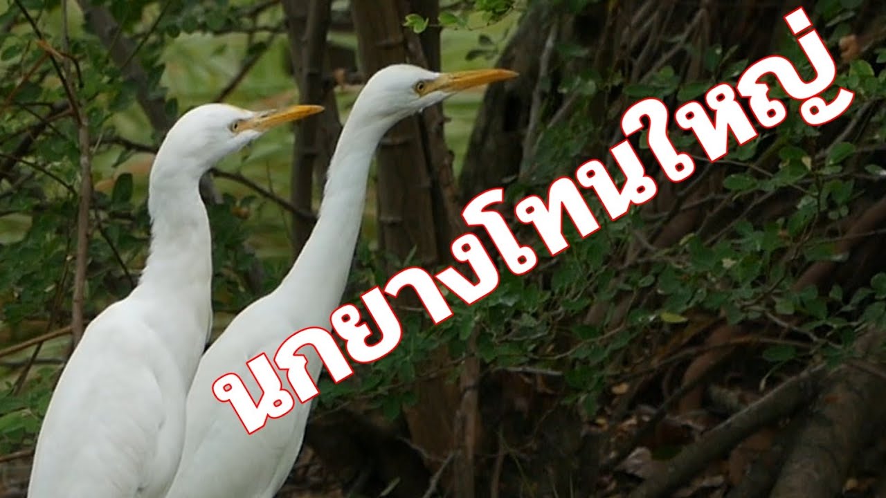 นกยางโทนใหญ่