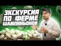 Экскурсия по ферме шампиньонов и грибов. Видеообзор грибной фермы. Алексей Скоблицов