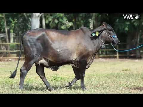 LOTE 53 - 6482 BF - 7º Leilão Gir & Girolando Genética Aditiva