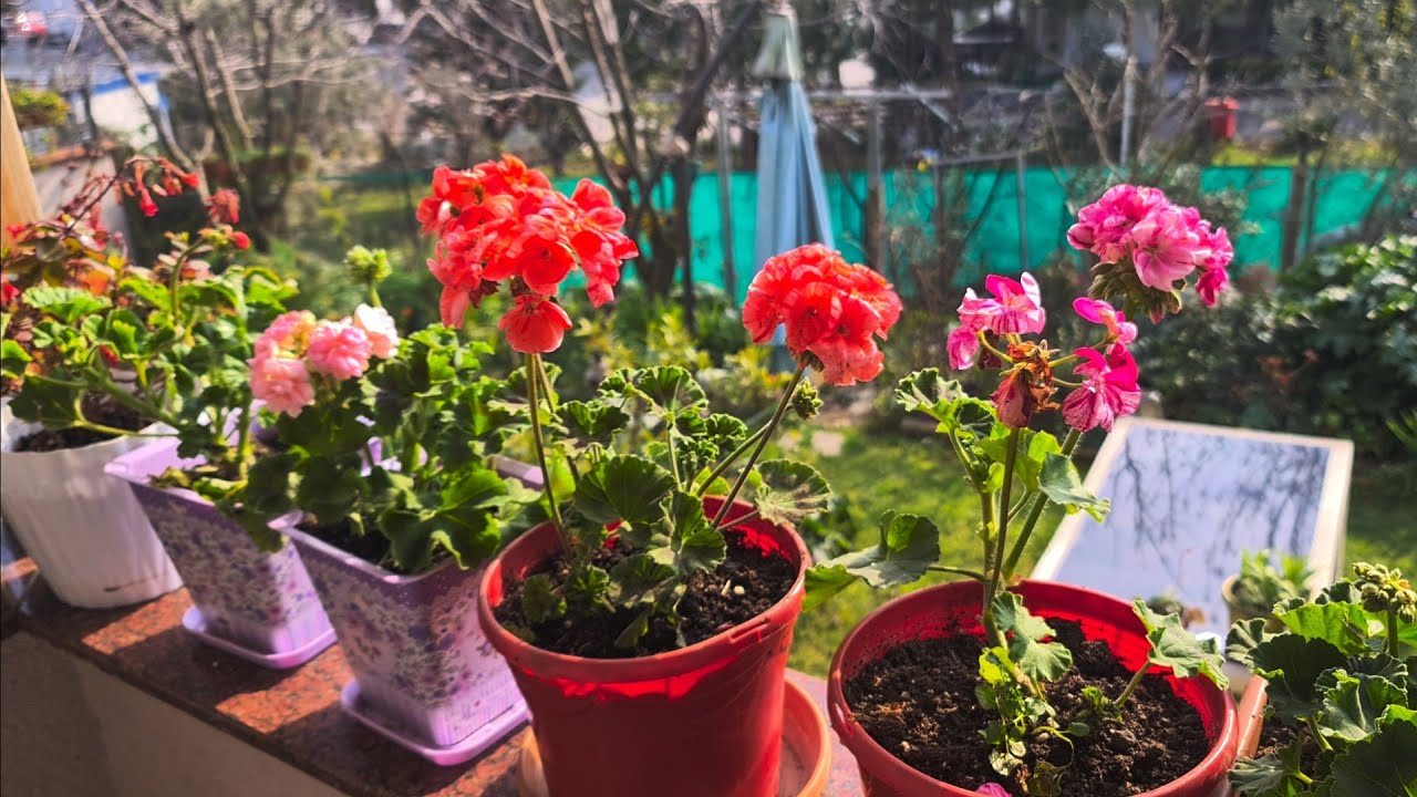 Bahar Canlılığında Filizlenen,  Tomurcuk Yapan Çiçekler,  Bu Videoda Kaç Tür Var, Sayalım mı?