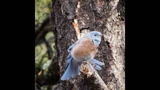 Beautiful Western Blue Bird