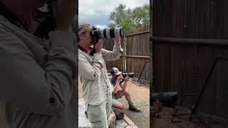Friendly Elephant Visits Tented Camp During Afternoon Heat