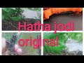 "Hatha jodi" original root
