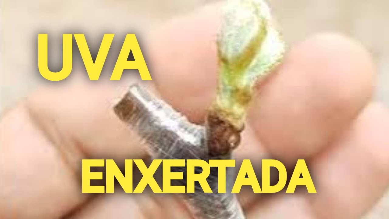 UVA ENXERTADA ou de Pé Franco qual é melhor
