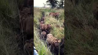 A Small Lion Cub With An Even Bigger Belly Leads The Sabora Pride!