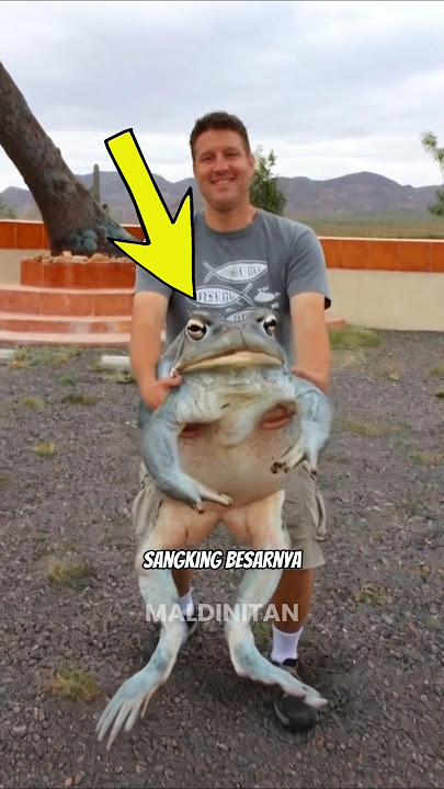 CAN YOU BELIEVE THERE'S A TOAD THIS BIG 😱