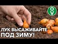 КРУПНЕЕ ЛУКОВИЦЫ И РАНЬШЕ УРОЖАЙ! Как правильно высаживать лук и почему под зиму?