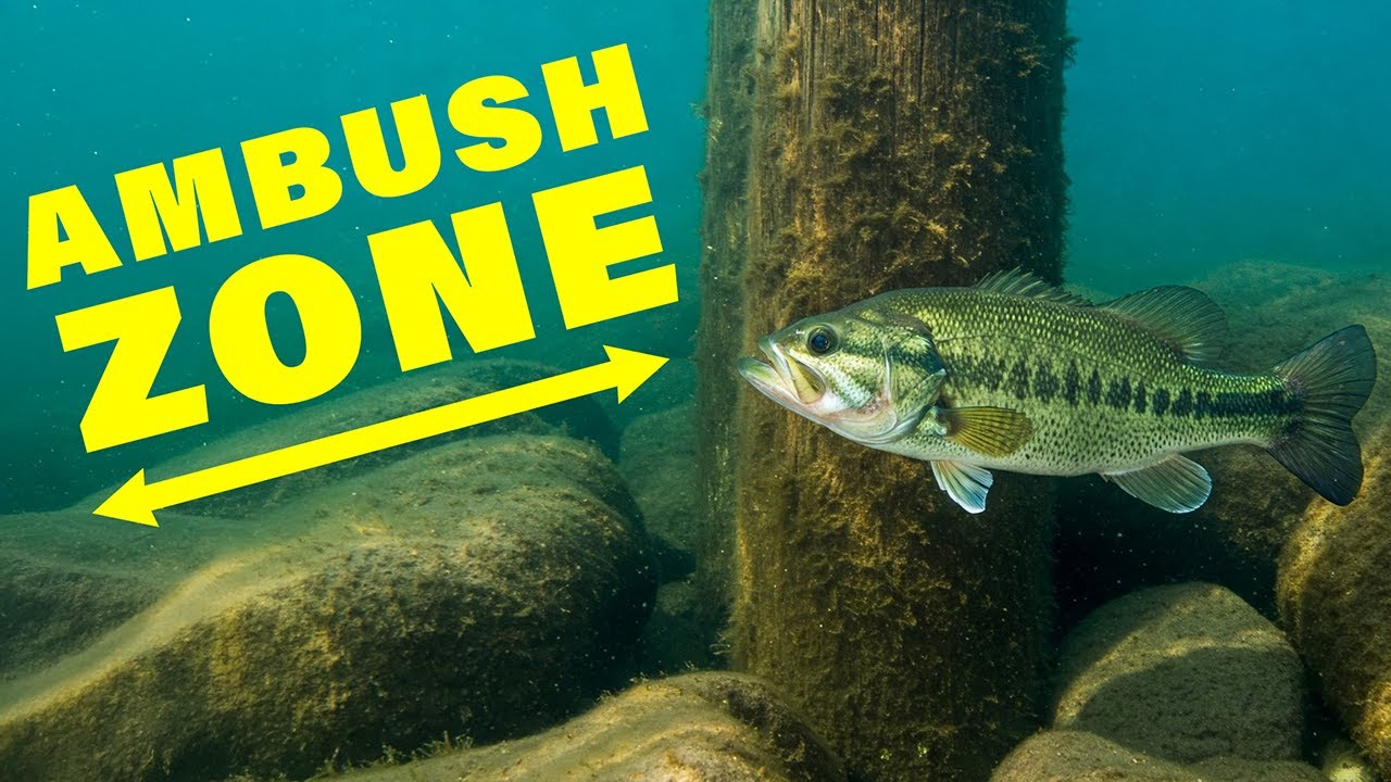 Where Are Bass Hiding?!? How to Locate Fish & Get Bites