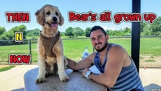 BEAR THE GOLDENDOODLE'S FIRST YEAR!! by Bear theGoldendoodle 107,829 views 7 years ago 11 minutes, 7 seconds