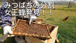 三郎の日常７０蜜蜂の分割、女王蜂の羽切り