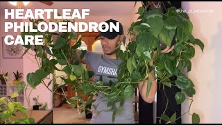 Heartleaf Philodendron Care