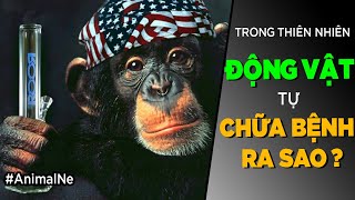 ĐỘNG VẬT TỰ CHỮA BỆNH ra sao ? [AnimalNe - Dưa Leo DBTT]