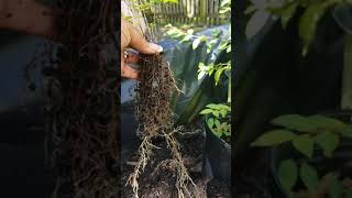 Update on How to grow Crape Myrtles trees from clippings, 1yr later