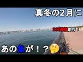 【東京都江東区】真冬の都内にあの魚が…!?極寒の2月下旬、東京湾に面しているアミコマセが禁止された釣り場で、ここ最近釣れてるらしいあの魚を狙って釣りしてみたら…!【2022.02.24-25】
