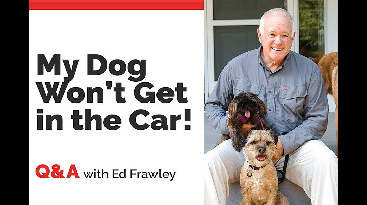 Q&A - My Dog Won't Get in the Car!