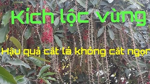 Cách  kích lộc vừng ra hoa chơi tết, thử cắt lá không cắt ngọn cho cái kết đắng