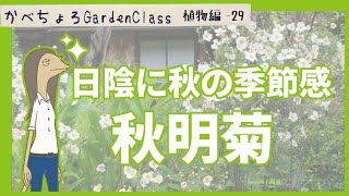 秋に花咲く宿根草秋明菊の紹介【植物紹介編-29】