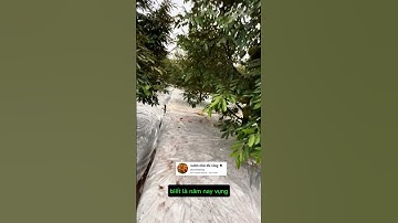 mô hình sầu riêng vụ nghịch tại tiền giang #garden