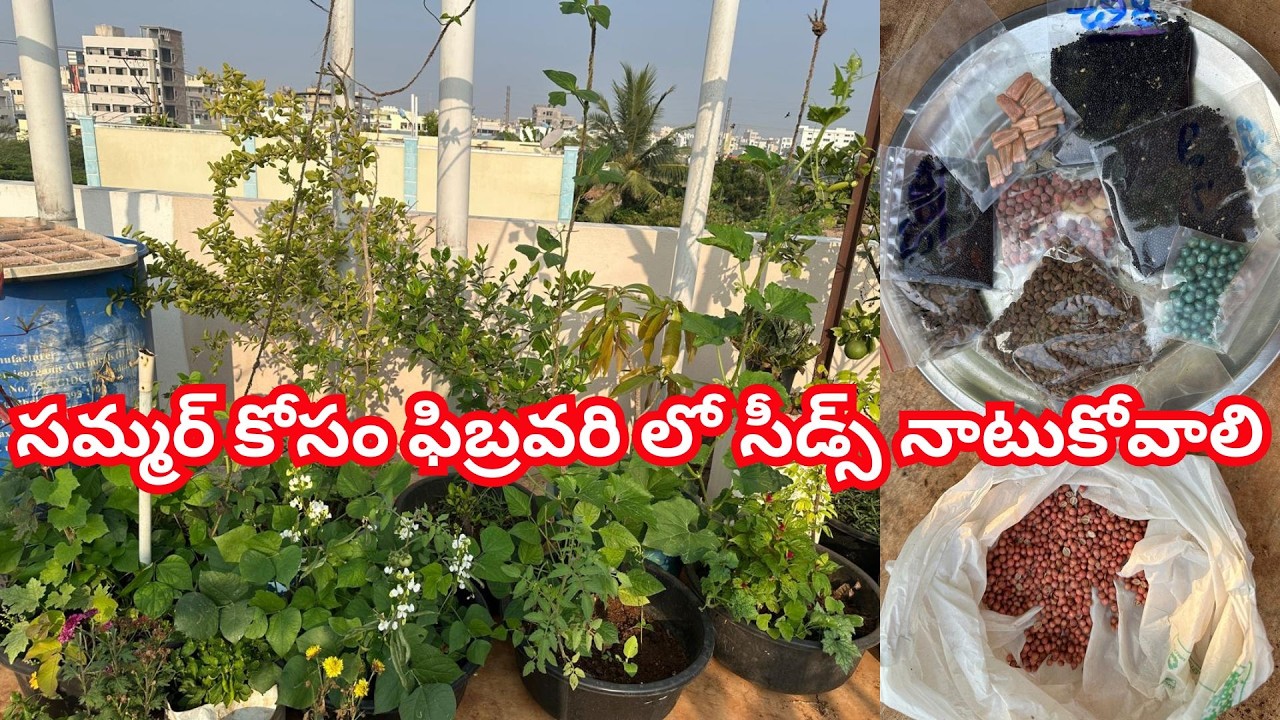 కొన్ని తీగ జాతి మొక్కలు ఆకుకూరలు సీడ్స్ నాటుకున్నాను #trending #garden #plants #seeds #terracegarden
