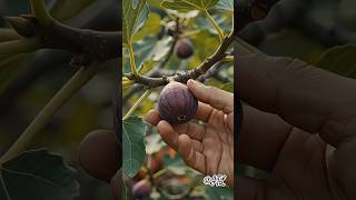 📹Beautiful & Colorful Collection of Exotic Fruits Around the World 🥭 #fruit #fruitlove #tropical — video thumbnail
