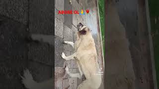 Bu Aci Başka 😊 Öpek Şk