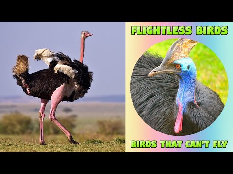 Flightless Birds for Kids  - Birds That Can't Fly #flightlessbird #kidslearning #kiddizoo #birds