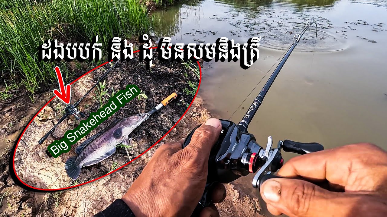 ត្រីខាំនុយ កូនកង្កែប ផ្លែ 4,5 ហ៊ុន Big snakehead fish catching by live frog fishing bait