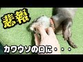 カワウソが苦しそう！！原因はこれだ！！【しゃもじ】Painful otter