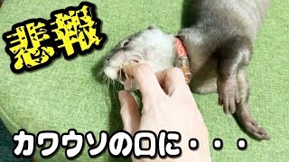 カワウソが苦しそう！！原因はこれだ！！【しゃもじ】Painful otter