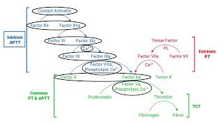 Coagulation Cascade