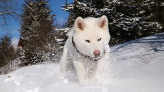 Akita and Bath Time: Tips for a Calm Experience by Akita USA 77 views 1 month ago 5 minutes, 1 second