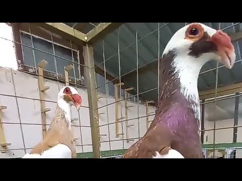 جوز حمام اسكندروني من حلال الأخ باري الشديفات الاردن     