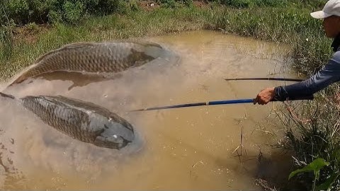 Kích Cá Quần Nát Mép Sông Lớn Vây Bắt Đàn Cá Chép Siêu Khổng Lồ Đang Đi Ăn Lúc Thủy Triều Lên