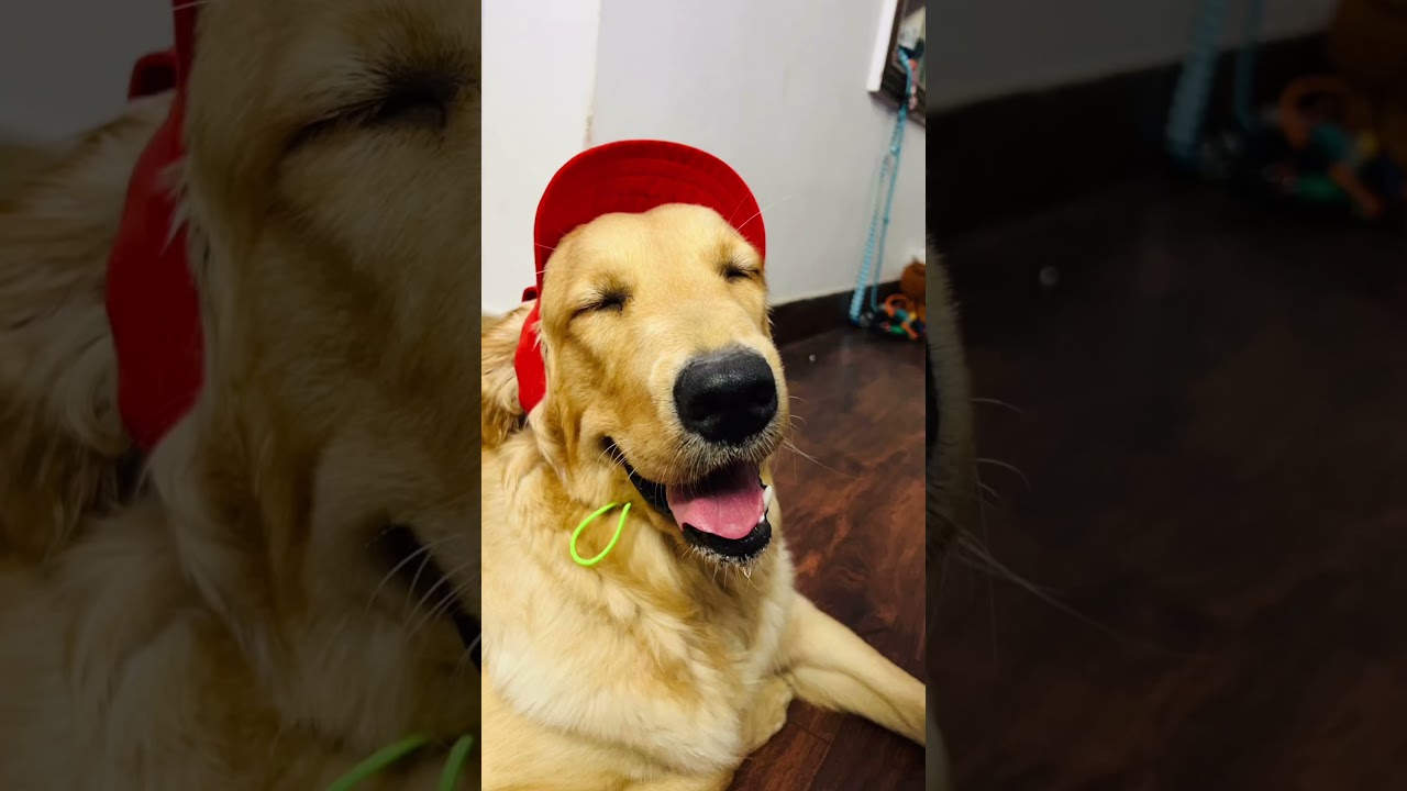 Just a happy furball spreading pawsitivity  🌈