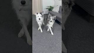 Halo and Wish do the cat walk trick completely synchronized