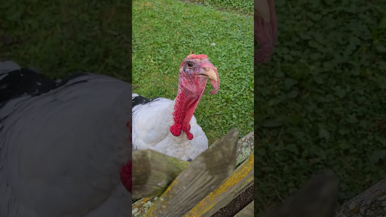 Truthahn versucht zu Kommunizieren