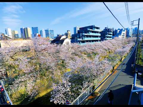 神田川沿いの満開の桜が、穏やかな陽気と澄んだ空気の中で水辺の景観と調和し、各地で昼夜ともに美しい花見が楽しめた一日でした。