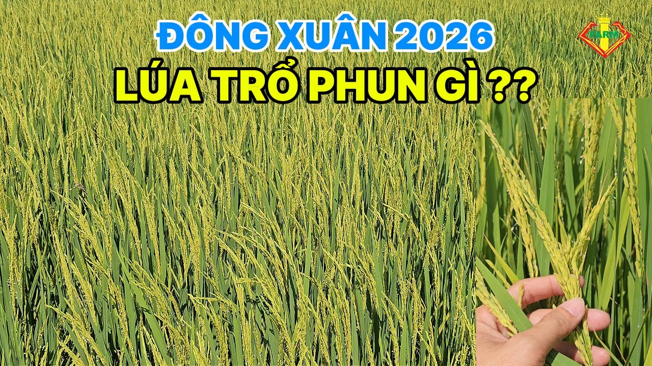 ĐÔNG XUÂN 2026: LÚA ĐÙM BÔNG - PHUN LÚA TRỔ - HỨA HẸN NĂNG SUẤT CAO