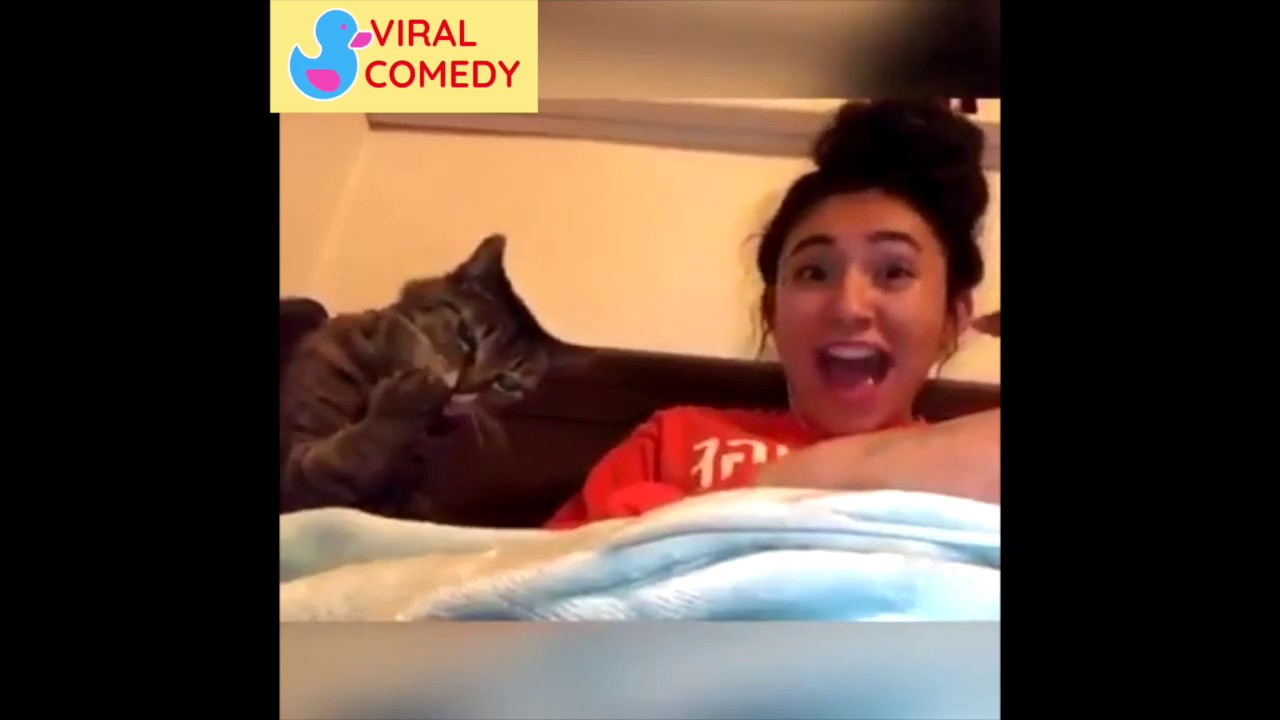 Funny & Savage Cat Moment 2020