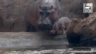 Baby Hippo Introduced to Big Sister Fiona at Cincinnati Zoo