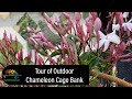 Outdoor Chameleon Cage Bank Tour