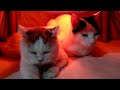 こたつの中の猫ライブ 191213