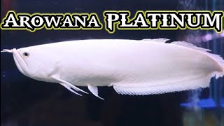 Platinum Arowana arwana ikan tiktok baby shorts short kapuashulu kalbar platinum indonesia