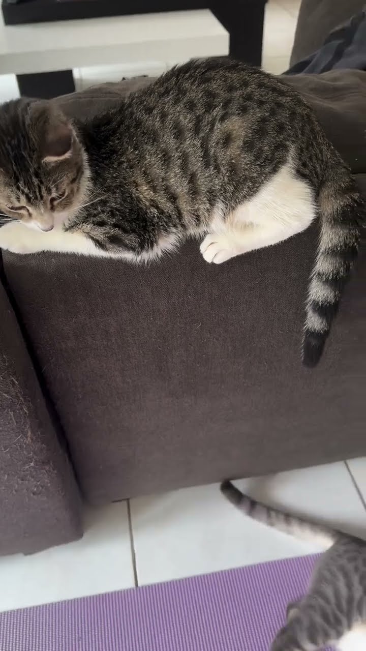 Belle maman avec petite chaton oronge