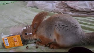 Белка грызёт орешки прямо из баночки! 🤣 Squirrel gnaws nuts