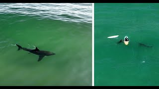 Great White Shark Comes Extremely Close to Surfer's Dangling Foot