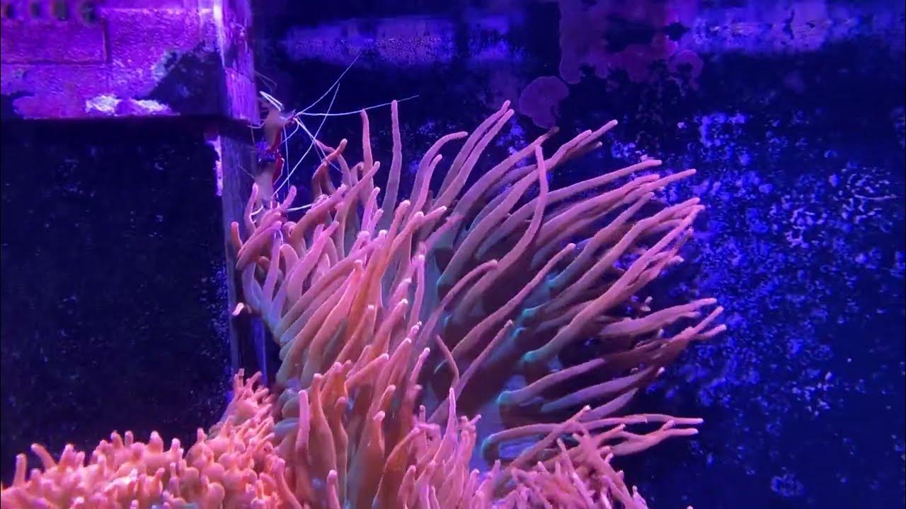 Cleaner shrimps hiding behind Anemones YouTube