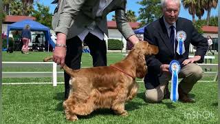 Cocker Spaniel Ingles en Exposiciones De belleza